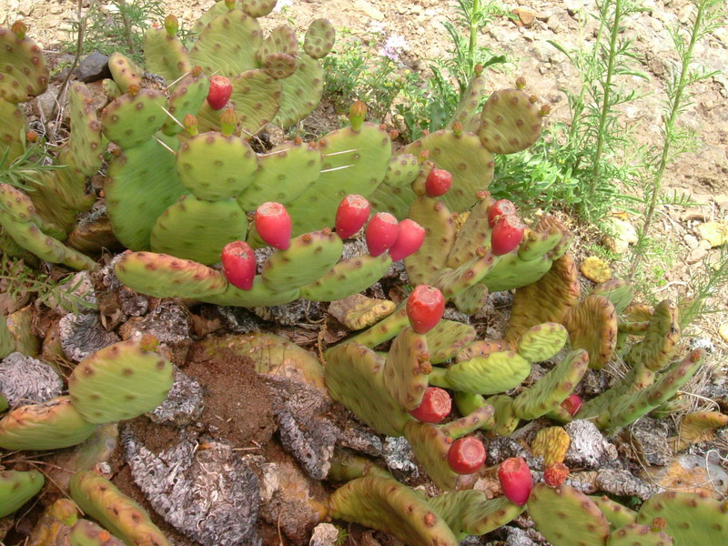 Opuntia humifusa / Fico d''India nano